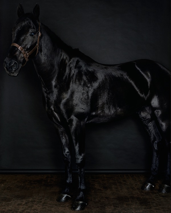 Sarah Jones, Horse (profile) (black) (II/I), 2014, C-Print